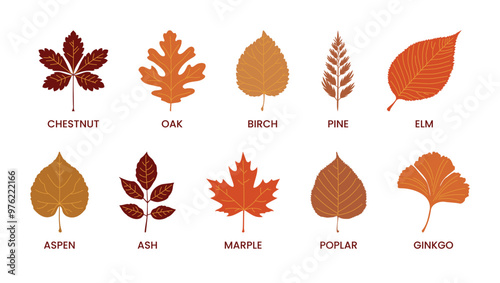 Fall dry herbarium educational poster with colorful leaves names of trees and bushes on transparent background. Chestnut, Oak, Birch, Pine, Elm, Aspen, Ash, Marple, Poplar, Ginkgo. Botanical plant set