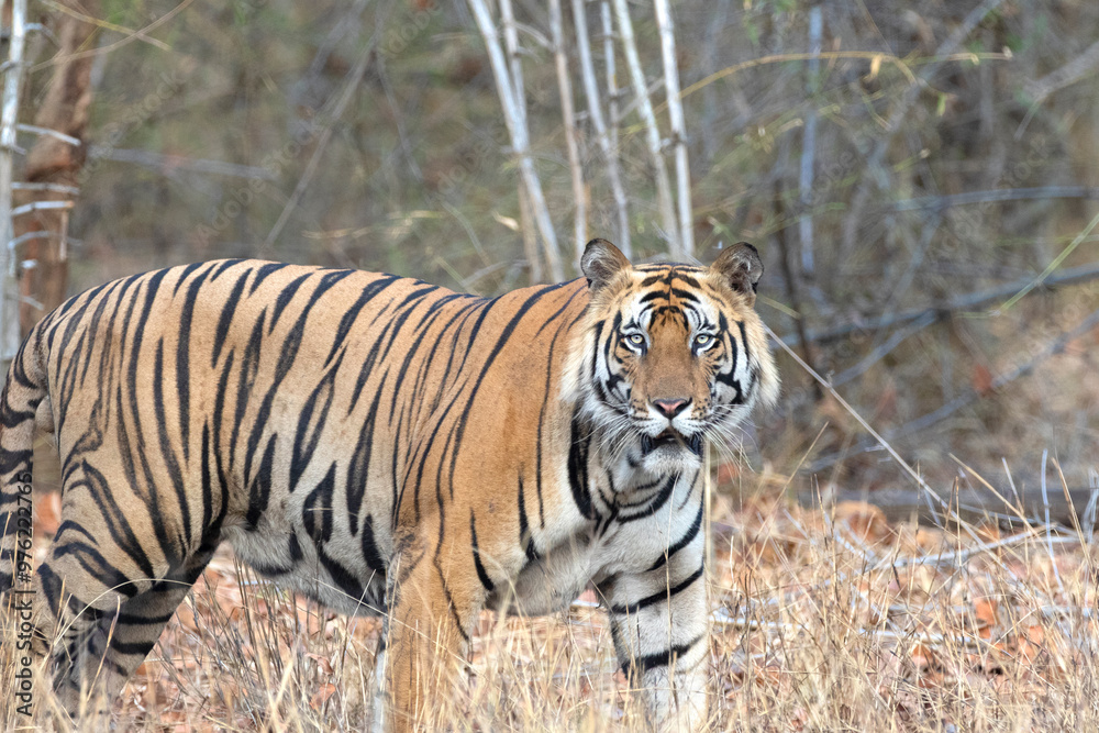 Free roaming wild bengal tiger in Indian wild lands Free roaming wild bengal tiger in Indian wild lands