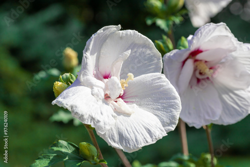 White hibiscus flower outdoor in sunny backyard.