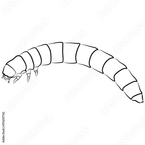 Mealworms, Tenebrio molitor realistic contour lines, opacus outline lines drawn