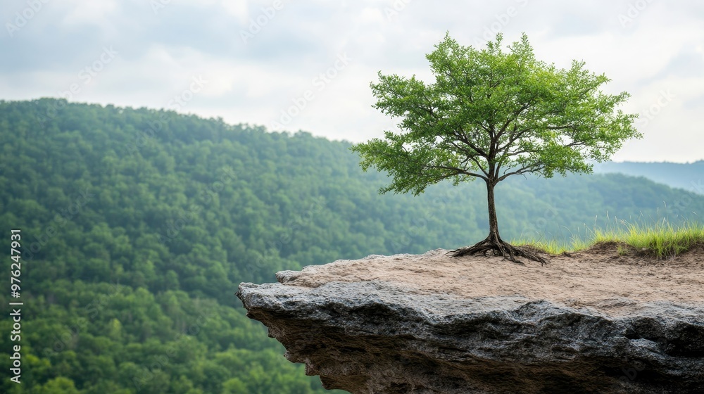 Roots of Survival: Write about how the trees on a cliff develop unique adaptations to survive. Roots of Survival: Write about how the trees on a cliff develop unique adaptations to survive.