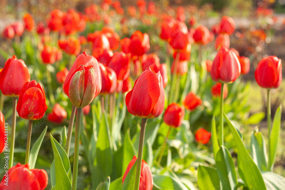 field of tulips field of tulips
