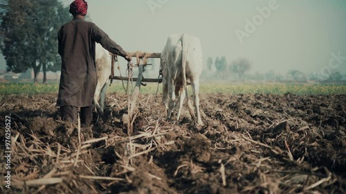 Person in field farming with bulls
