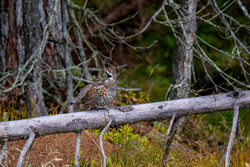 a hazel grouse, tetrastes bonasia, on a tree trunk at a autumn evening