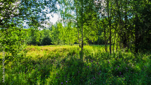 Young green grass on a meadow