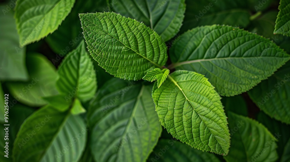 Macro leaves background