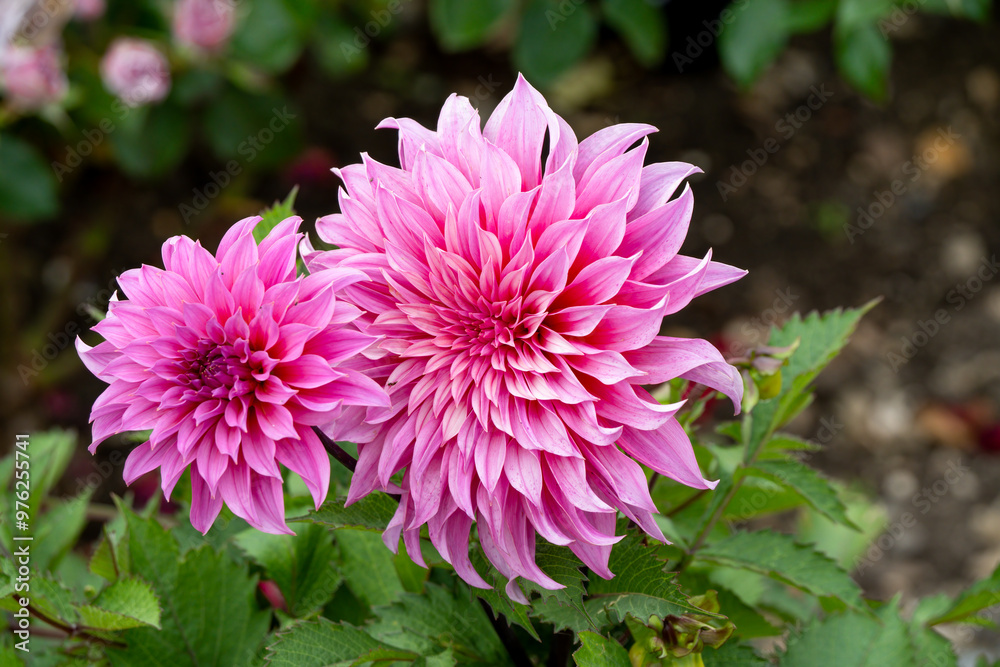 beautiful pink purple garden dahlia pinnata in full summer bloom beautiful pink purple garden dahlia pinnata in full summer bloom
