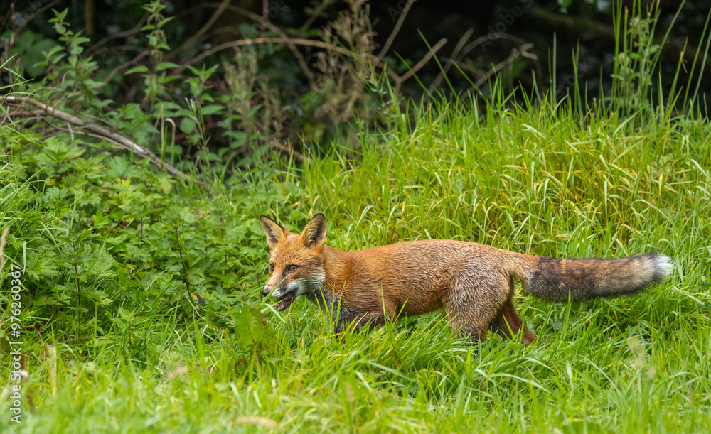 Fototapeta premium Red fox - Vulpes vulpes