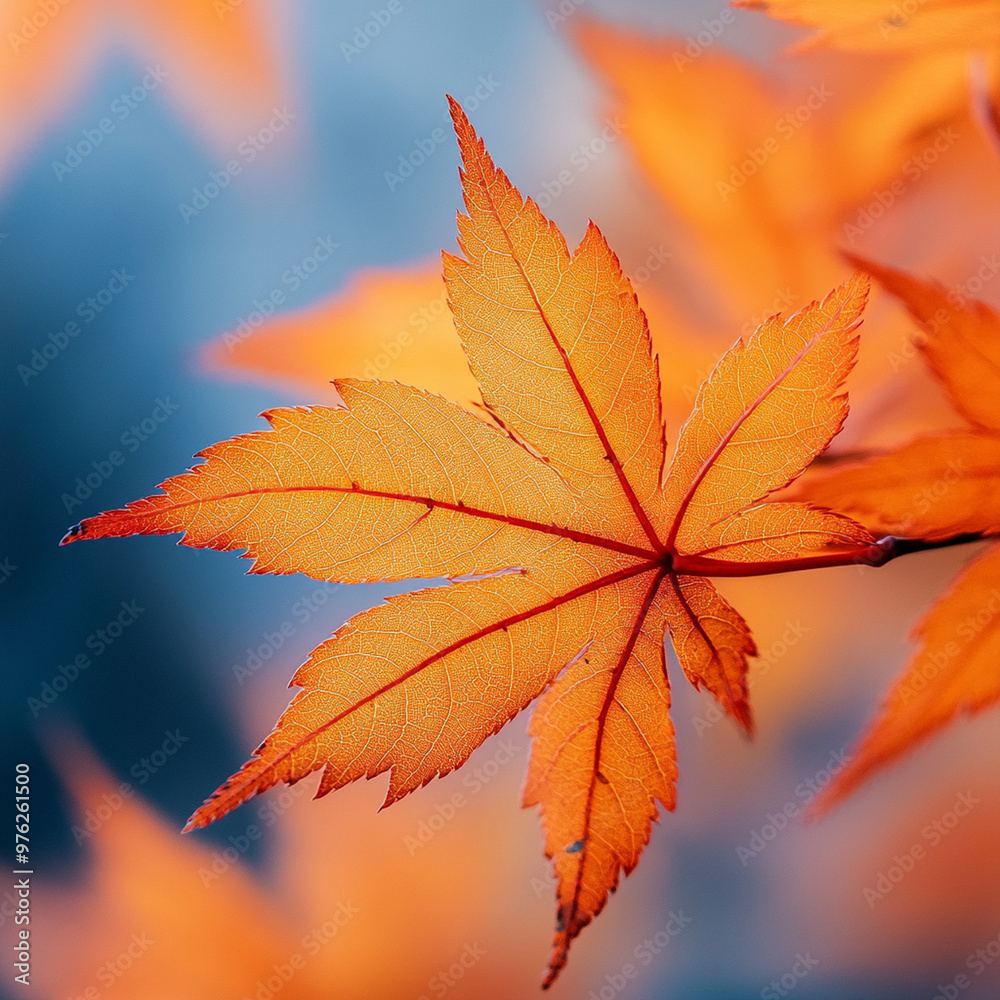 Vibrant orange maple leaves create stunning contrast against soft blue background, showcasing beauty of nature. Vibrant orange maple leaves create stunning contrast against soft blue background, showcasing beauty of nature.