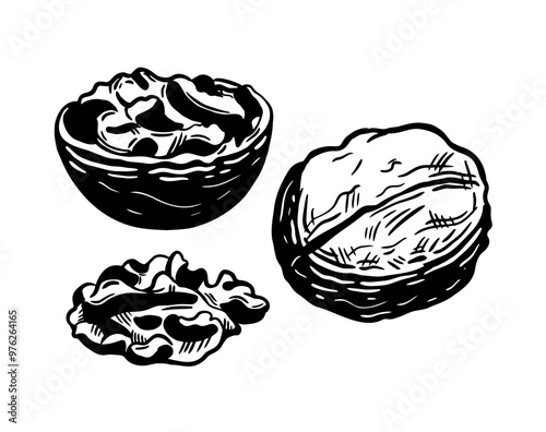 Set of walnuts, stencil style. One whole, half and seed of walnut. Isolated on white background.