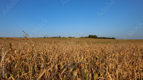 Corn field during hydrological drought in September.