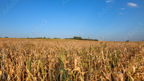 Corn field during hydrological drought in September.