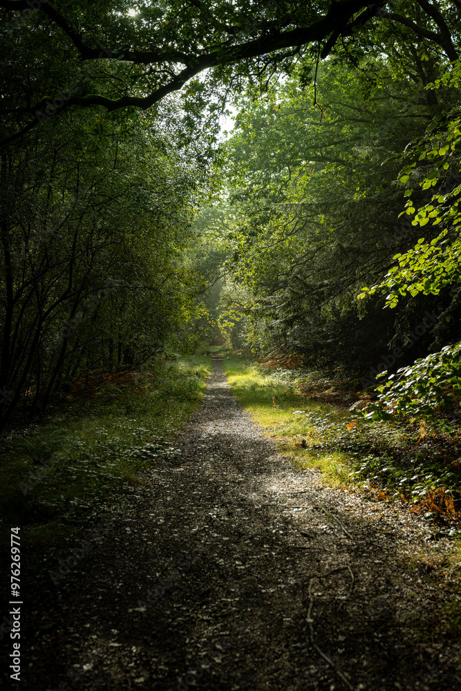 Fototapeta premium Enchanted Forest Pathway