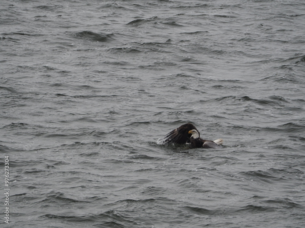 Fototapeta premium Picture Action Series - Bald eagle fighting to pull catfish out of Lake Lansing, Michigan