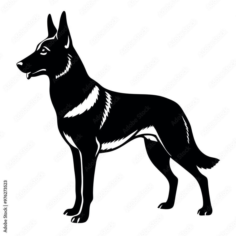 a German Shepherd dog. The dog is standing on all fours and is facing towards the left side of the image. It has a long, slender body with a pointed head and pointed ears a German Shepherd dog. The dog is standing on all fours and is facing towards the left side of the image. It has a long, slender body with a pointed head and pointed ears