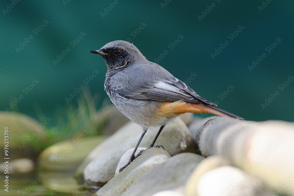 Male black redstart - Phoenicurus ochruros stands on the stones by the water. Czech Republic.