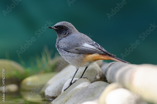 Male black redstart - Phoenicurus ochruros stands on the stones by the water. Czech Republic.