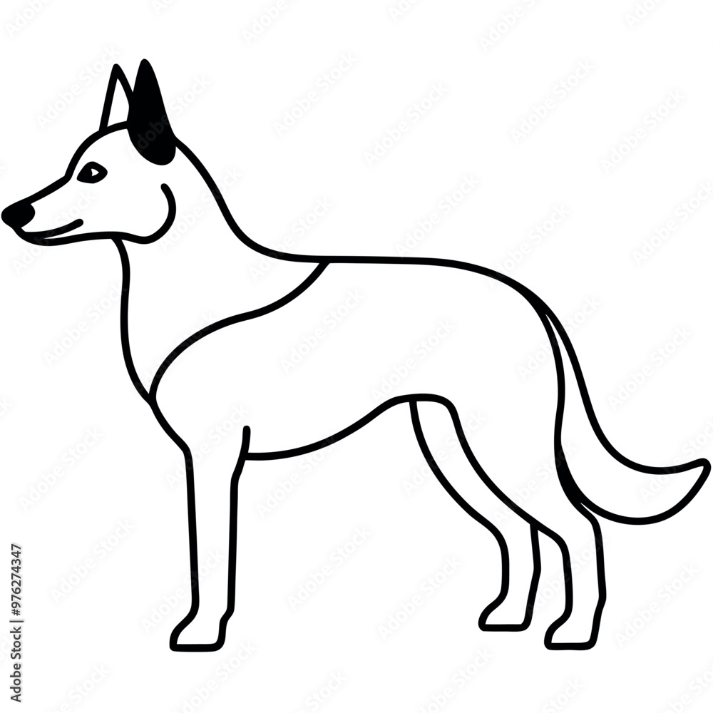 a German Shepherd dog. The dog is standing on all fours and is facing towards the left side of the image. It has a long, slender body with a pointed head and pointed ears a German Shepherd dog. The dog is standing on all fours and is facing towards the left side of the image. It has a long, slender body with a pointed head and pointed ears