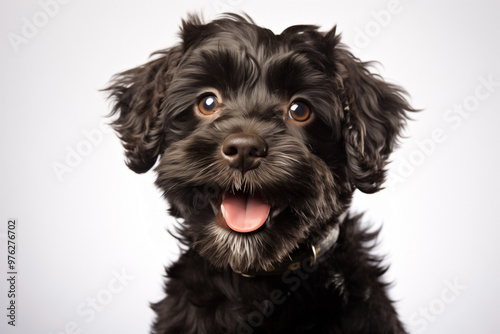 head of puppy dog Barbet isolated on white background