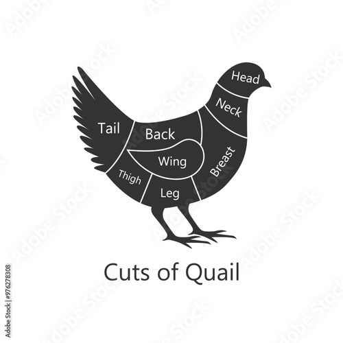 Quail butchery diagram. Cuts of Quail. Perfect for restaurant menus and educational materials. Vector Illustration.