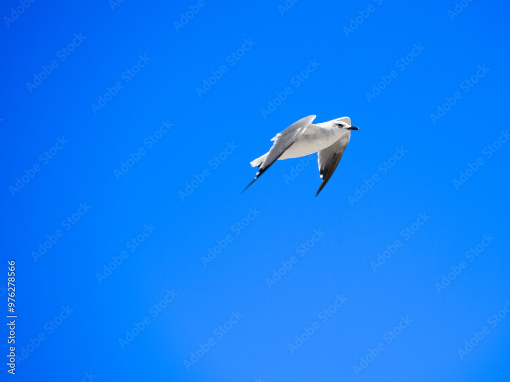 Obraz premium seagull in flight