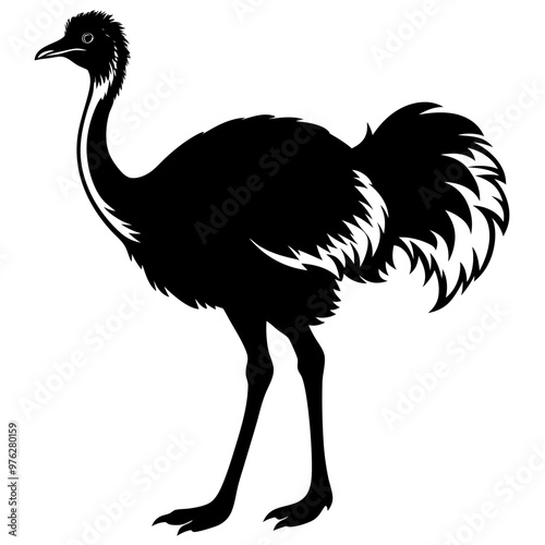 ostrich illustration