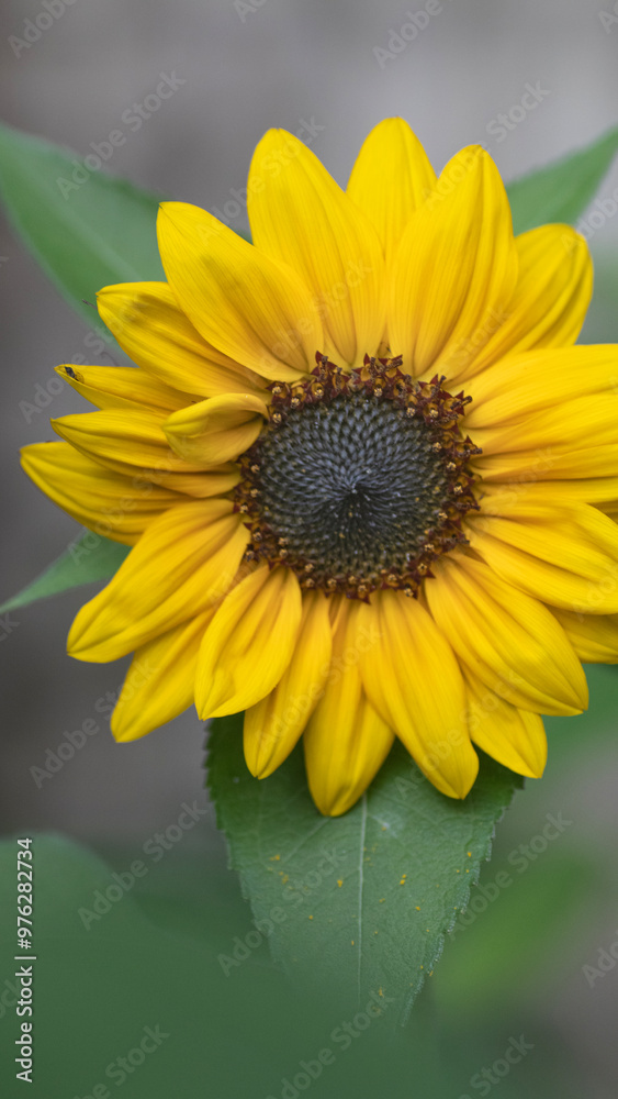 Fototapeta premium Sonnenblume gelb detail isoliert hintergrund 