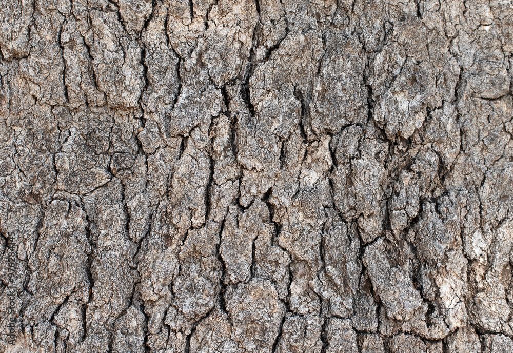 Bark texture of an century-old oak (Quercus sp) tree Bark texture of an century-old oak (Quercus sp) tree