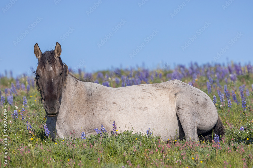 Wild Horse in Summer in the Pryor Mountains Montana Wild Horse in Summer in the Pryor Mountains Montana