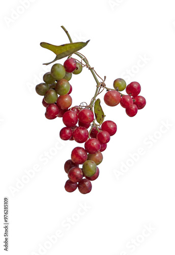 Common smilax, rough bindweed, sarsaparille, and Mediterranean smilax (Smilax aspera) is a species of flowering vine in the greenbriar family.  photo