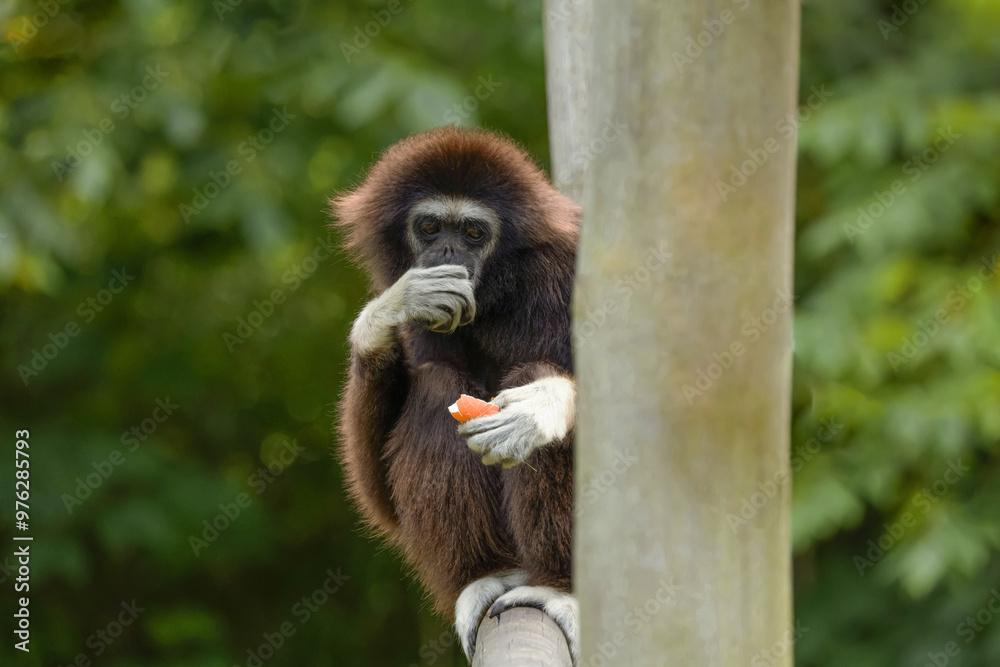 Fototapeta premium lar gibbon white-handed gibbon, an endangered primate in the gibbon family
