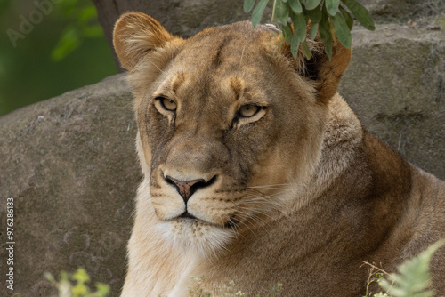 portrait of an adult beautiful lioness resting on a large stone.