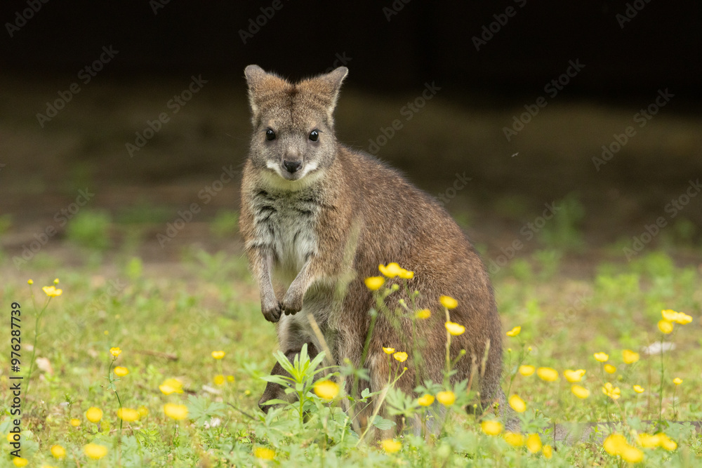 Bennett's wallaby Macropus or Notamacropus rufogriseus Bennett's wallaby Macropus or Notamacropus rufogriseus