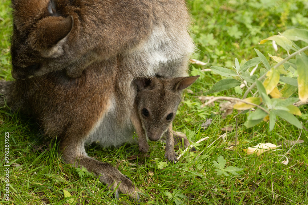 Fototapeta premium Bennett's wallaby Macropus or Notamacropus rufogriseus