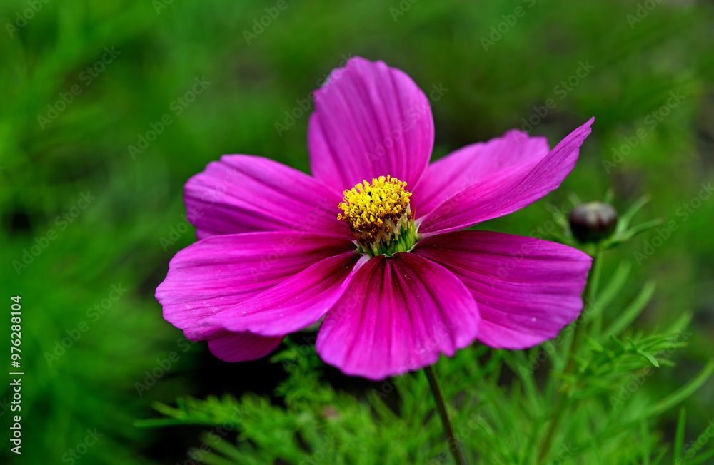Cosmos bipinnatus or Mexican aster blossom in the garden Cosmos bipinnatus or Mexican aster blossom in the garden