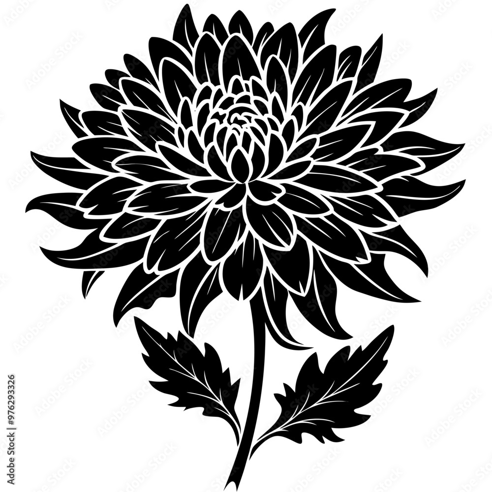 black and white flowers black and white flowers