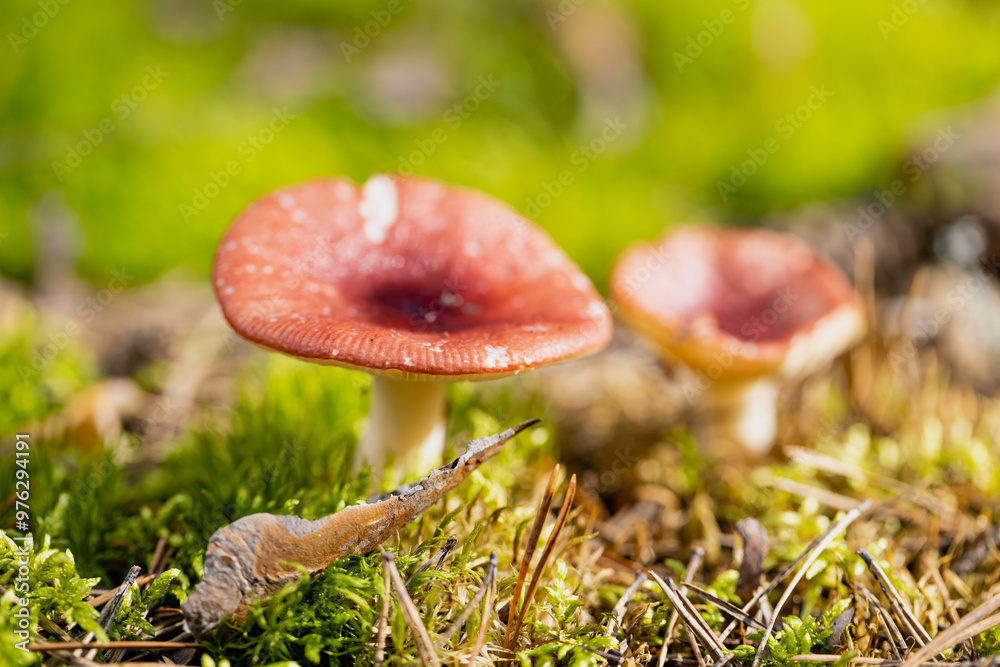 Edible mushroom Russula emetica in autumn forest moss Edible mushroom Russula emetica in autumn forest moss