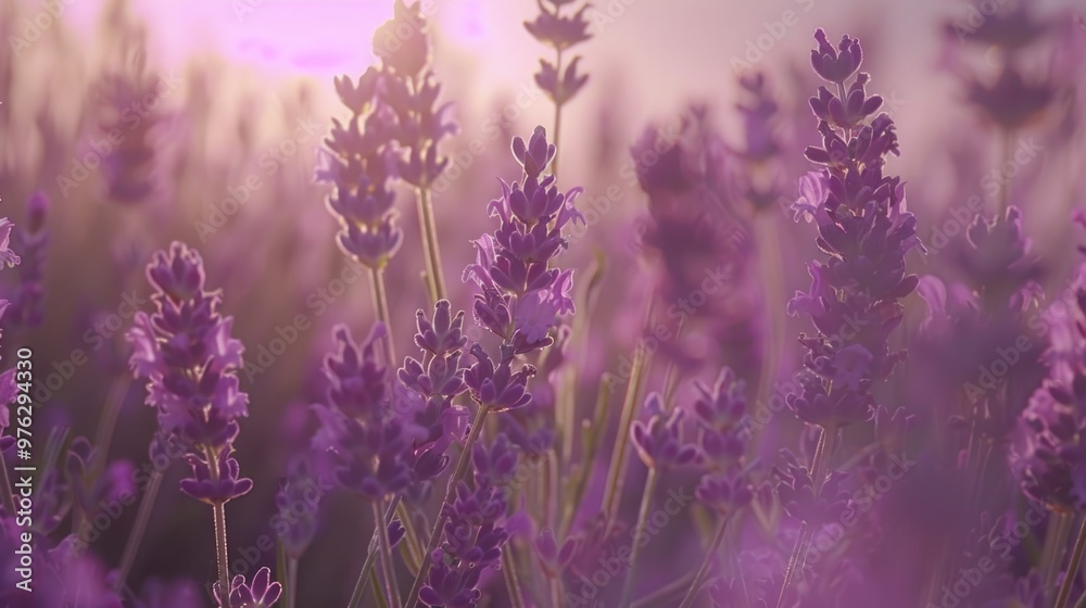 Obraz premium A field of purple flowers with the sun shining through, ideal for nature or beauty scenes
