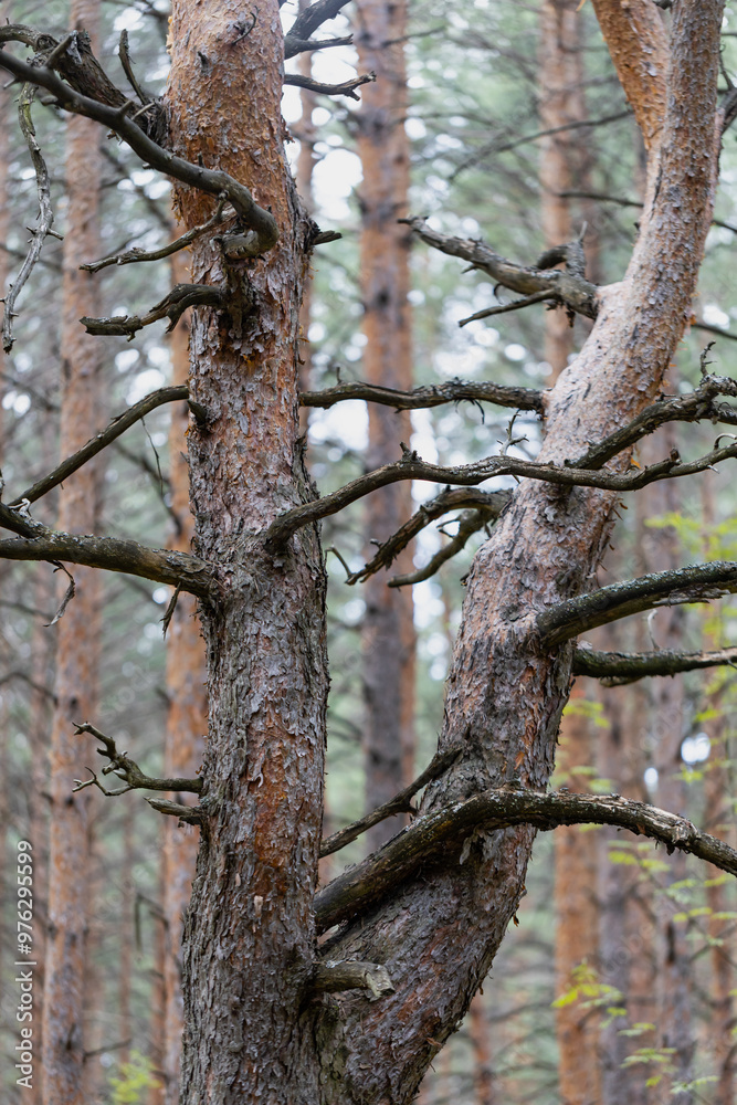 dry spreading pine tree in autumn forest dry spreading pine tree in autumn forest