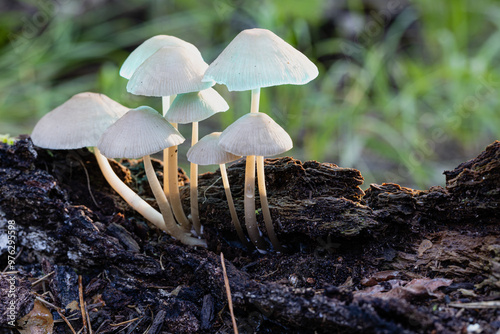 Mycena alcalina mushrooms on a rotten stump in an autumn forest photo