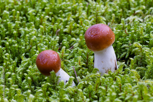 toadstool mushroom Cortinarius collinitus among moss in the forest photo