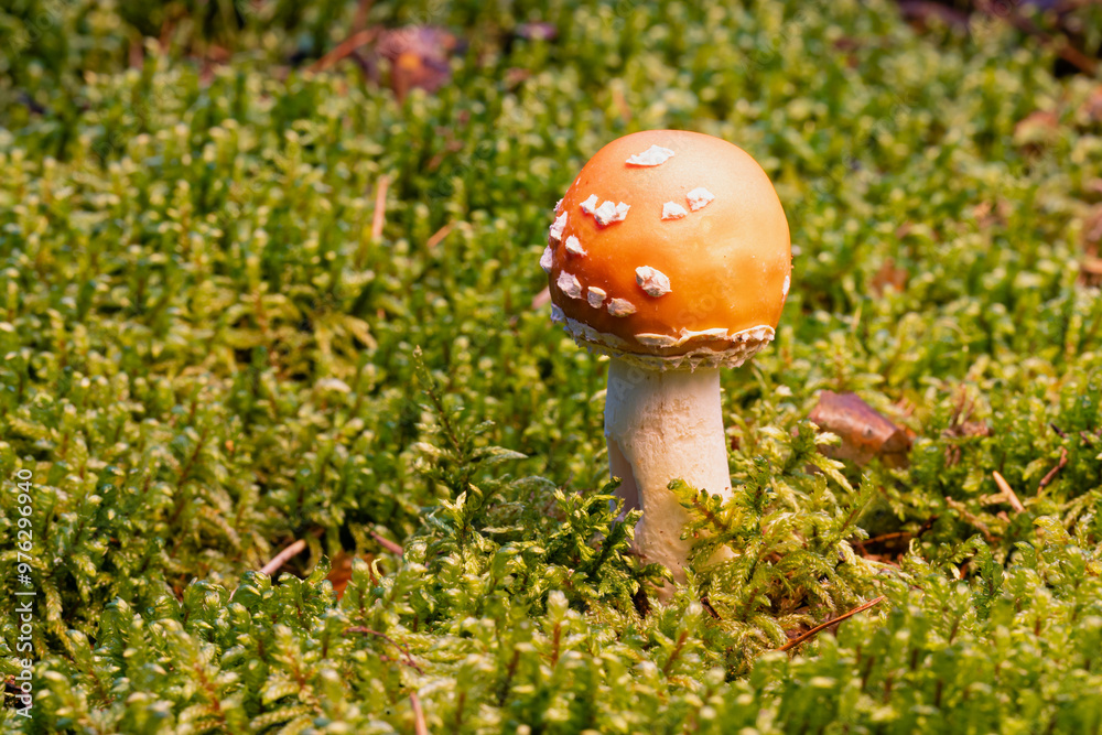 small fly agaric mushroom among the moss in the forest small fly agaric mushroom among the moss in the forest