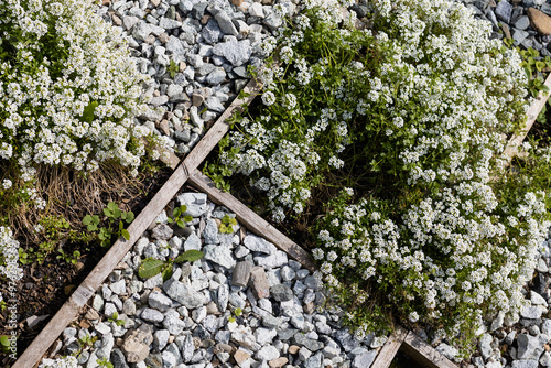 alyssum flowers in a stone courtyard in European style photo