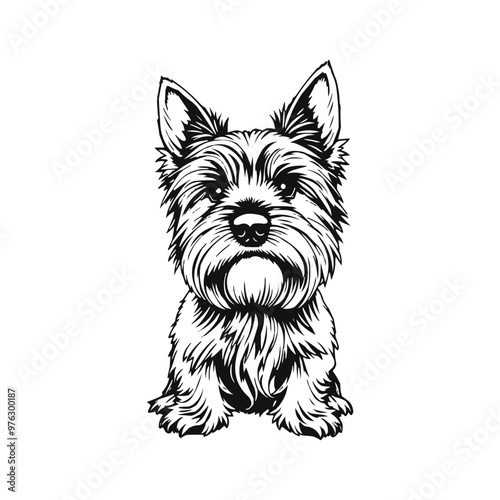 A black and white drawing of a yorkshire terrier dog