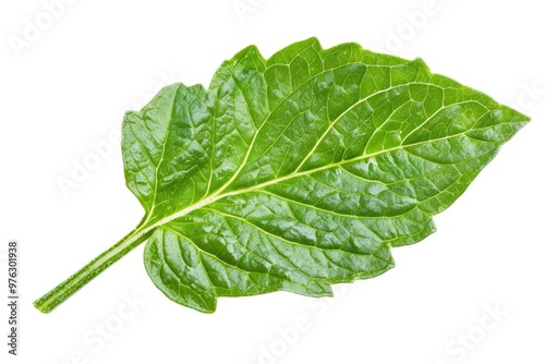 A single leaf with detailed texture and veins on a plain white surface