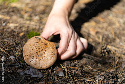 Female hand reaches for a mushroom in an autumn forest