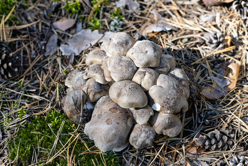edible mushrooms Tricholoma portentosum in autumn forest among moss