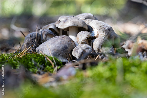 edible mushrooms Tricholoma portentosum in autumn forest among moss photo