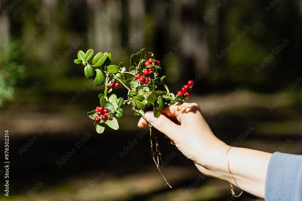 bouquet with lingonberry berries in autumn forest among moss