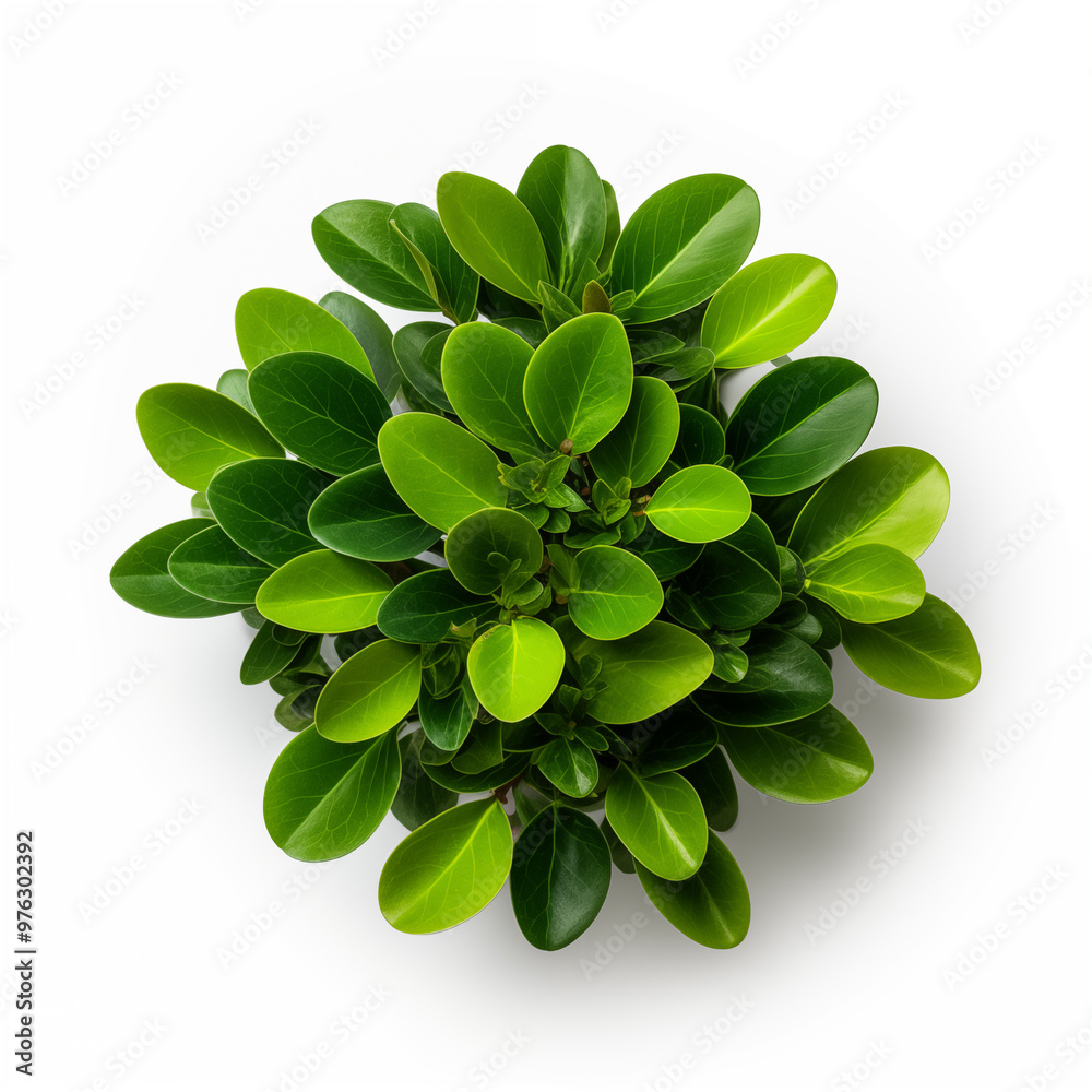 Green rounded plant, bush, top view Green rounded plant, bush, top view